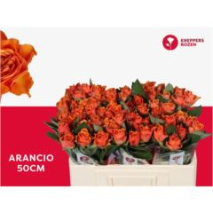 RK-RUŽE VH ARANCIO 50