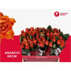 RK-RUŽE VH ARANCIO 60