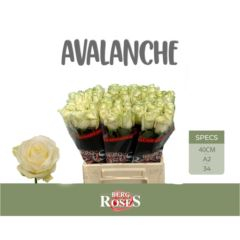 RK-RUŽE VH AVALANCHE 40