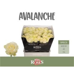 RK-RUŽE VH AVALANCHE 60