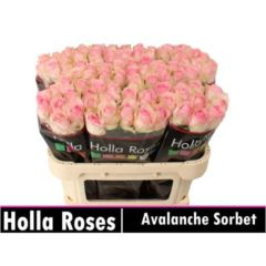 RK-RUŽE VH AVALANCHE SORBET 70