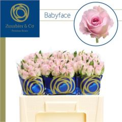 RK-RUŽE VH BABYFACE 50
