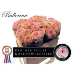 RK-RUŽE VH BALLARINA SUMMERHOUSE 40