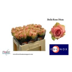 RK-RUŽE VH BELLE ROSE 50