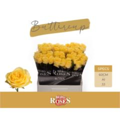 RK-RUŽE VH BUTTERCUP 60