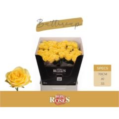RK-RUŽE VH BUTTERCUP 70
