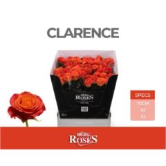 RK-RUŽE VH CLARENCE 70
