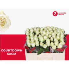 RK-RUŽE VH COUNTDOWN 50