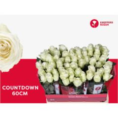RK-RUŽE VH COUNTDOWN! 60