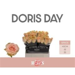 RK-RUŽE VH DORIS DAY 40
