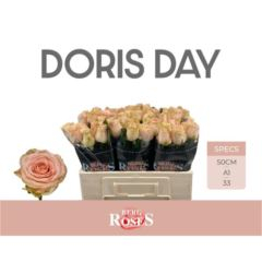 RK-RUŽE VH DORIS DAY 50