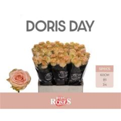RK-RUŽE VH DORIS DAY 60