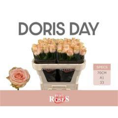 RK-RUŽE VH DORIS DAY 70