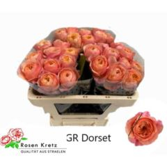 RK-RUŽE VH DORSET