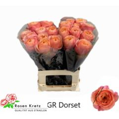RK-RUŽE VH DORSET