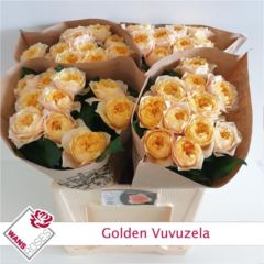 RK-RUŽE VH GOLDEN VUVUZELA