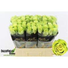 RK-RUŽE VH GREEN GENERATION 60