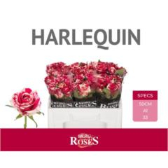 RK-RUŽE VH HARLEQUIN 50