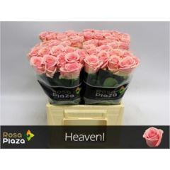 RK-RUŽE VH HEAVEN 40