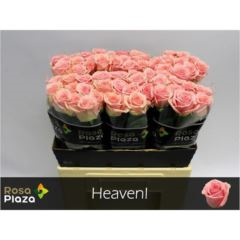 RK-RUŽE VH HEAVEN 60