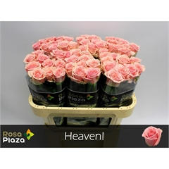 RK-RUŽE VH HEAVEN 70