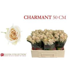 RK-RUŽE VH CHARMANT 50
