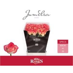 RK-RUŽE VH JUMILIA 80
