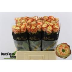 RK-RUŽE VH KARMA-BB 60