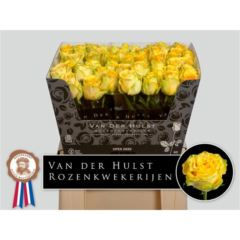 RK-RUŽE VH LEMON FINESS 60
