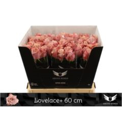 RK-RUŽE VH LOVELACE 60