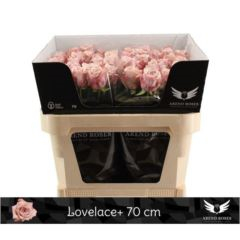 RK-RUŽE VH LOVELACE 70