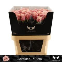 RK-RUŽE VH LOVELACE 80