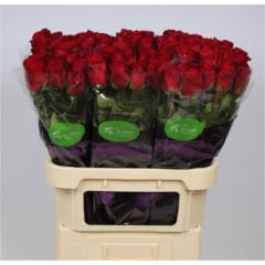 RK-RUŽE VH MADAM RED 80