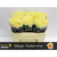 RK-RUŽE VH MAGIC AVALANCHE 50