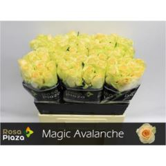 RK-RUŽE VH MAGIC AVALANCHE 60