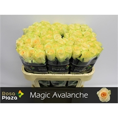 RK-RUŽE VH MAGIC AVALANCHE 70