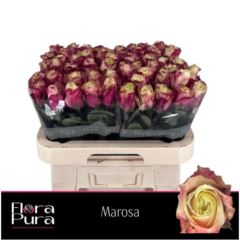 RK-RUŽE VH MAROSA 60