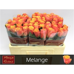 RK-RUŽE VH MELANGE 50