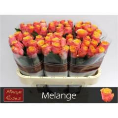 RK-RUŽE VH MELANGE 70