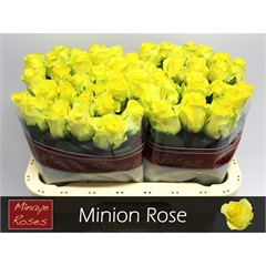 RK-RUŽE VH MINION ROSE 60