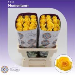 RK-RUŽE VH MOMENTUM 60