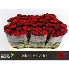 RK-RUŽE VH MONTE CARLO 60