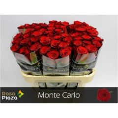 RK-RUŽE VH MONTE CARLO 70