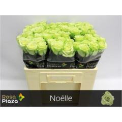 RK-RUŽE VH NOELLE 50