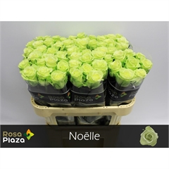 RK-RUŽE VH NOELLE 70
