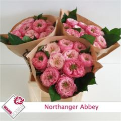 RK-RŮŽE VH NORTHANGE ABBEY