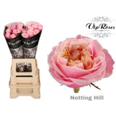 RK-RŮŽE VH NOTTING HILL