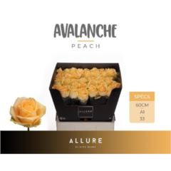 RK-RUŽE VH PEACH AVALANCHE 60 BROSKVOVÁ