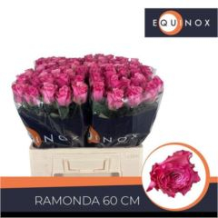 RK-RUŽE VH RAMONDA 60