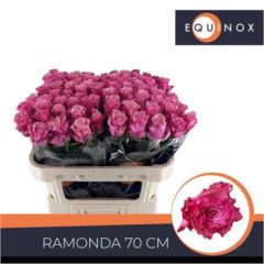 RK-RUŽE VH RAMONDA 70